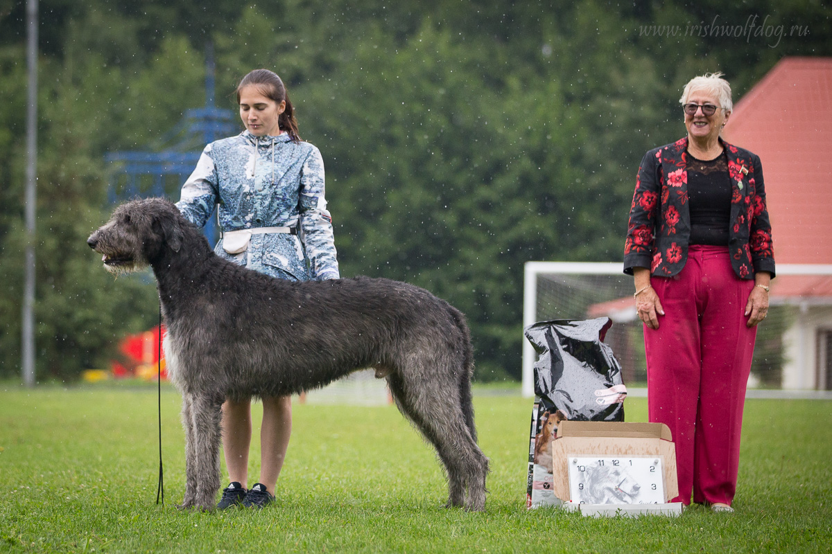 Irish Wolfhound. Kennel Tsarskaja Prihot