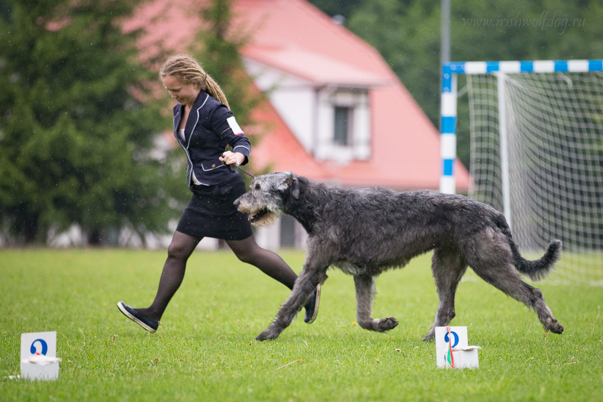 Irish Wolfhound. Kennel Tsarskaja Prihot