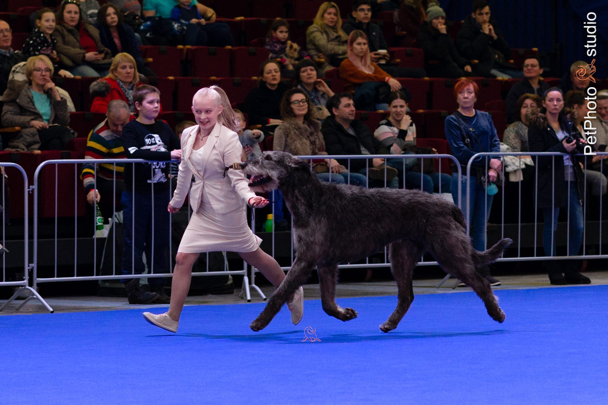 Irish Wolfhound. Kennel Tsarskaja Prihot