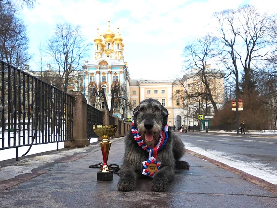 Ирландский волкодав. Питомник Царская Прихоть Irish Wolfhound. Kennel Tsarskaja Prihot