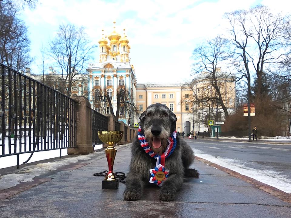 Irish Wolfhound. Kennel Tsarskaja Prihot