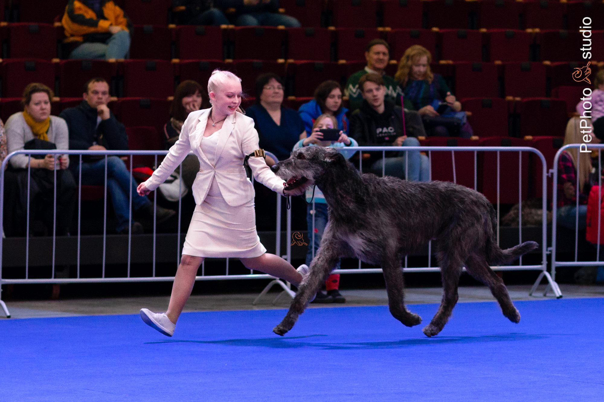 Irish Wolfhound. Kennel Tsarskaja Prihot