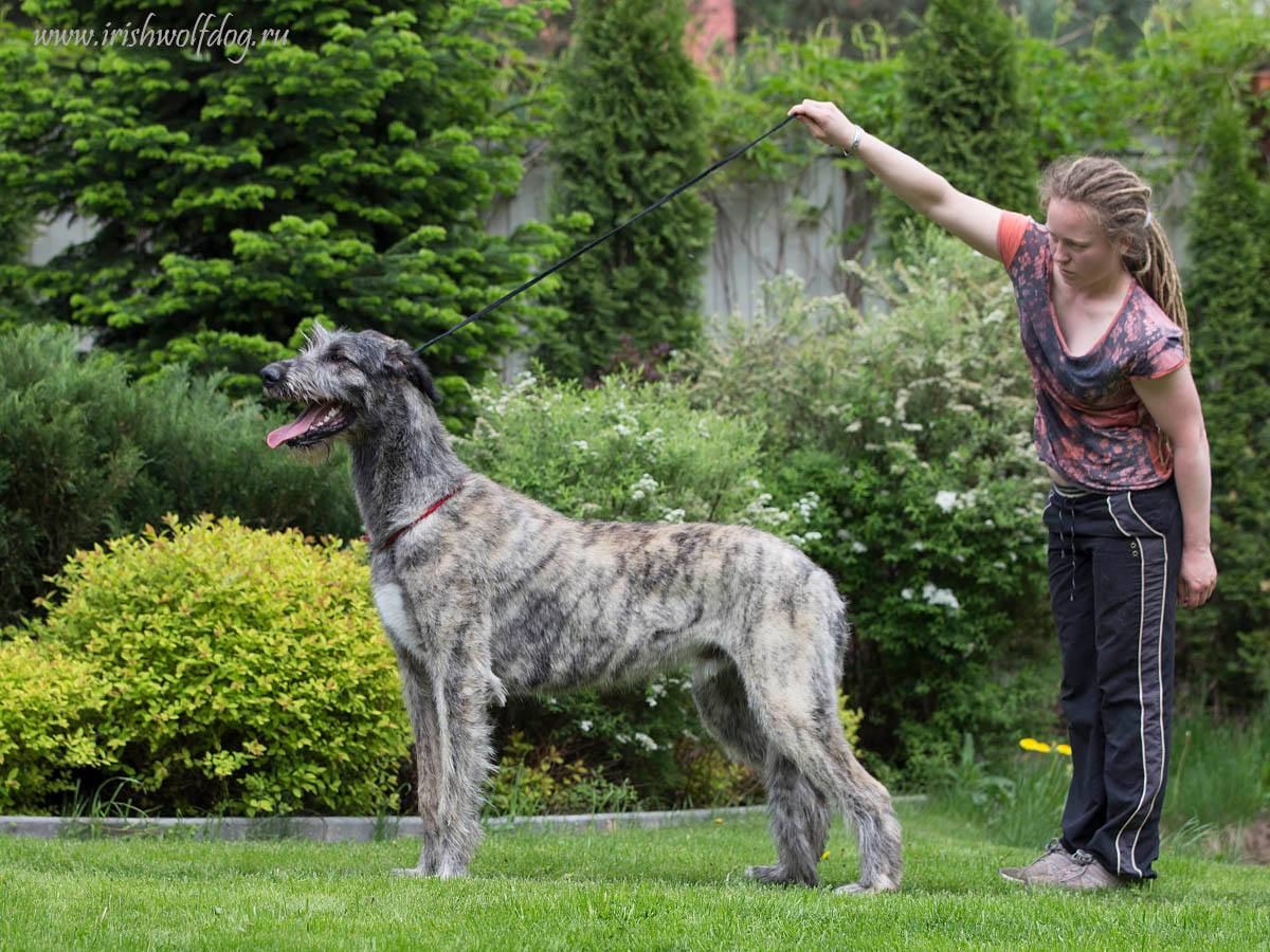 Irish Wolfhound. Kennel Tsarskaja Prihot