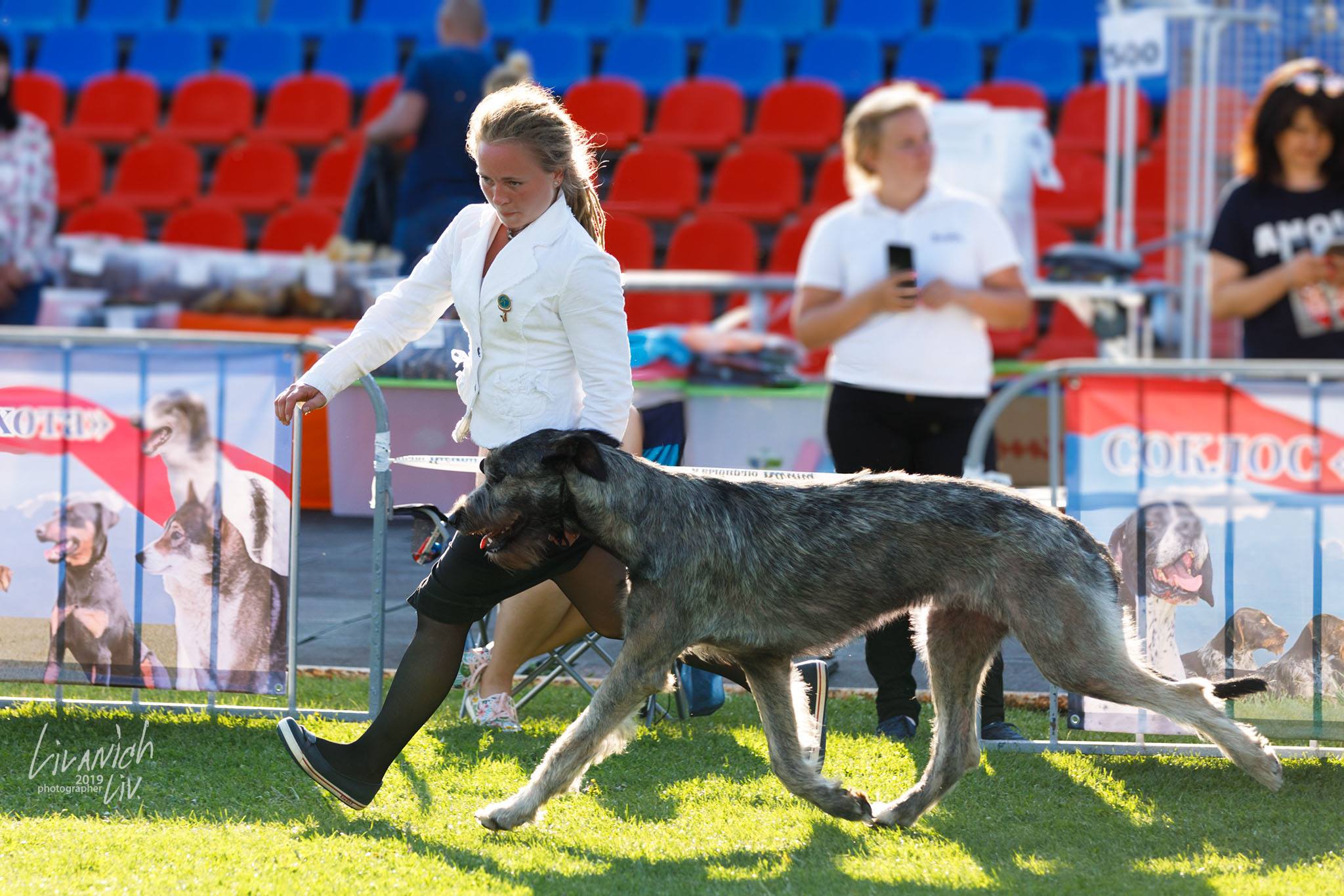 Irish Wolfhound. Kennel Tsarskaja Prihot