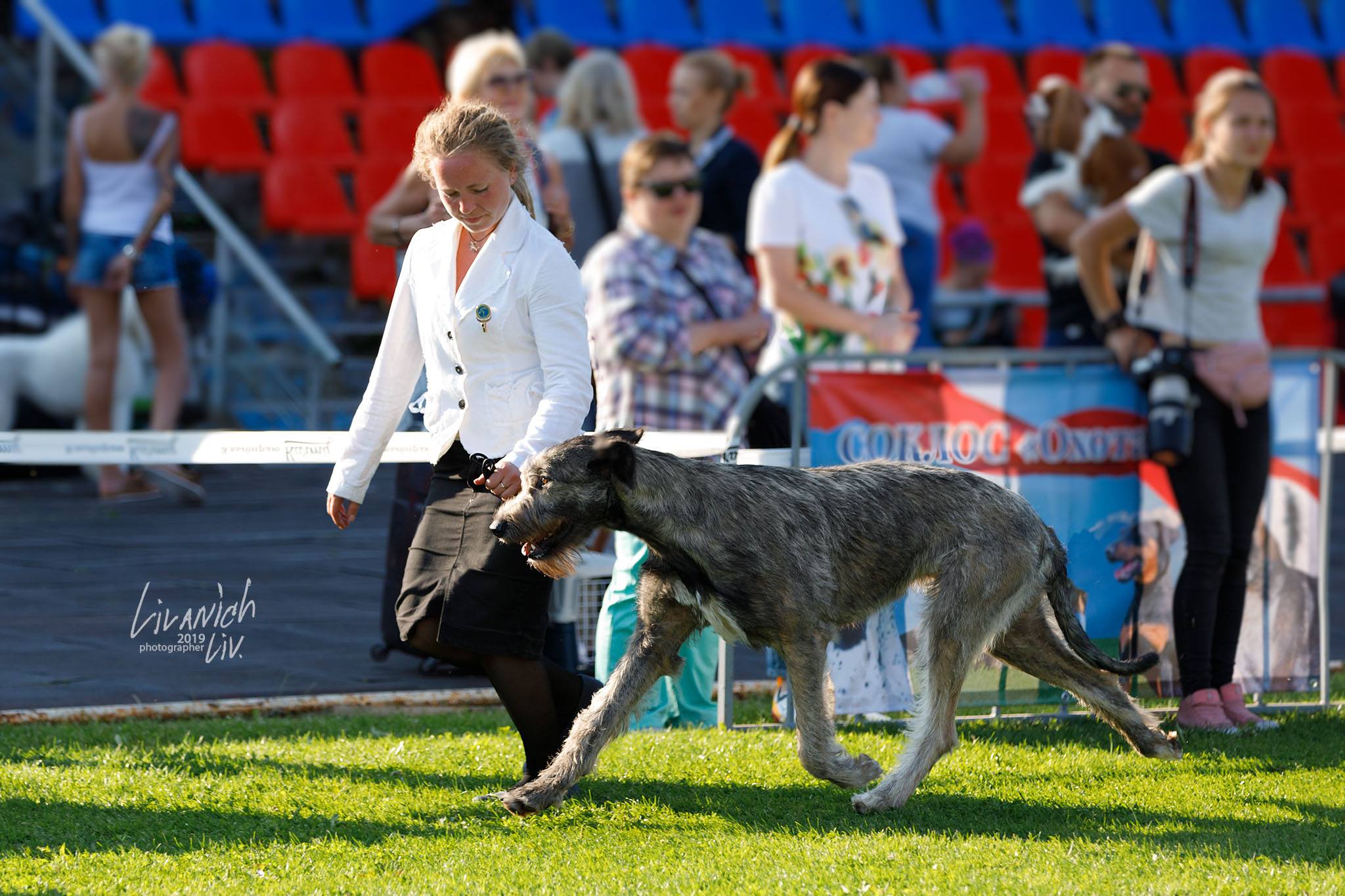 Irish Wolfhound. Kennel Tsarskaja Prihot