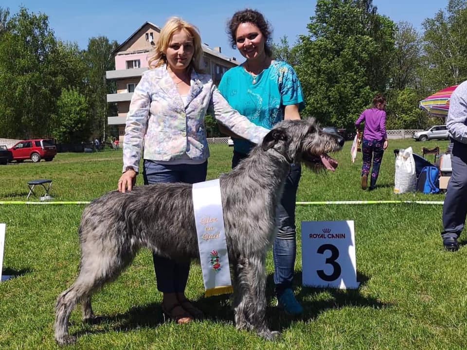 Irish Wolfhound. Kennel Tsarskaja Prihot