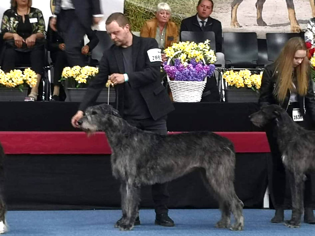 Irish Wolfhound. Kennel Tsarskaja Prihot