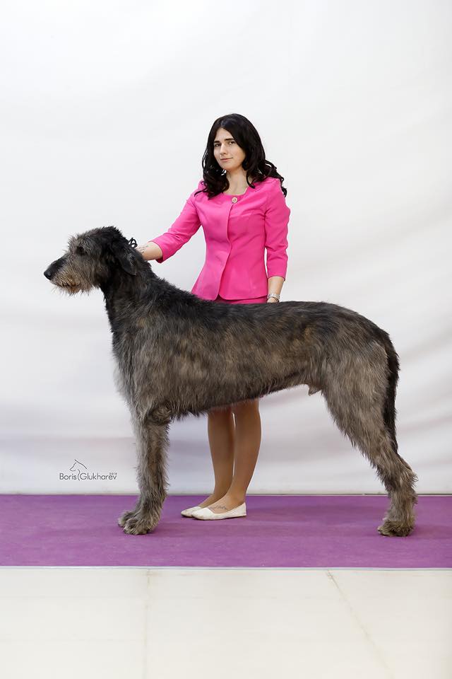 Irish Wolfhound. Kennel Tsarskaja Prihot