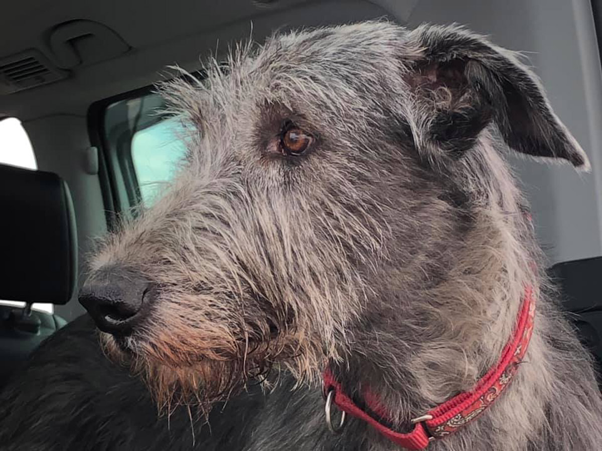 Irish Wolfhound. Kennel Tsarskaja Prihot