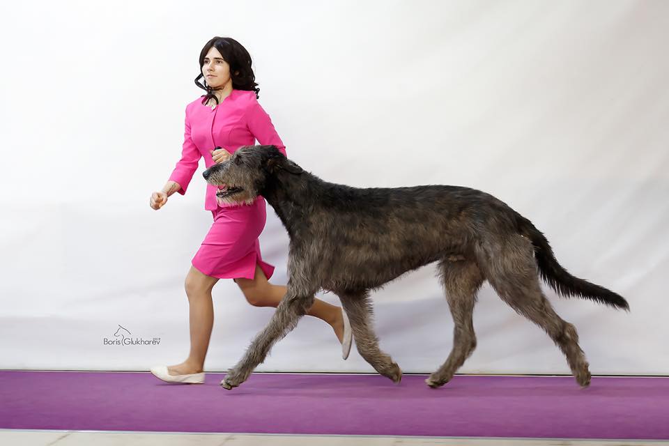 Ирландский волкодав. Питомник Царская Прихоть Irish Wolfhound. Kennel Tsarskaja Prihot