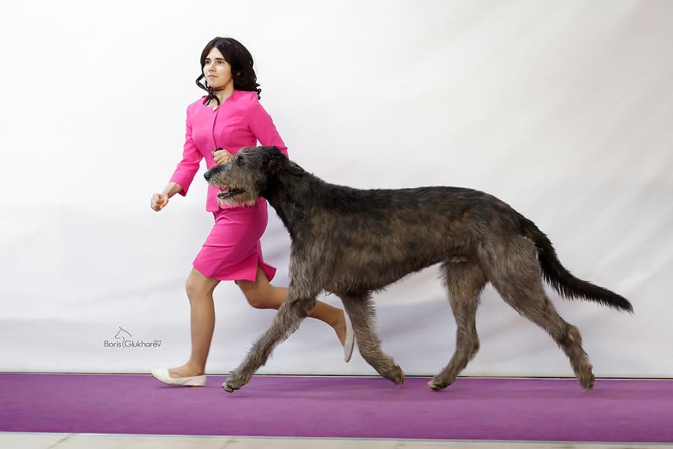 Irish Wolfhound. Kennel Tsarskaja Prihot