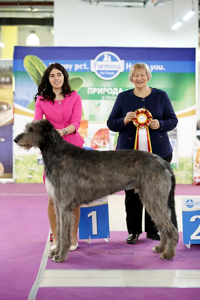 Irish Wolfhound. Kennel Tsarskaja Prihot