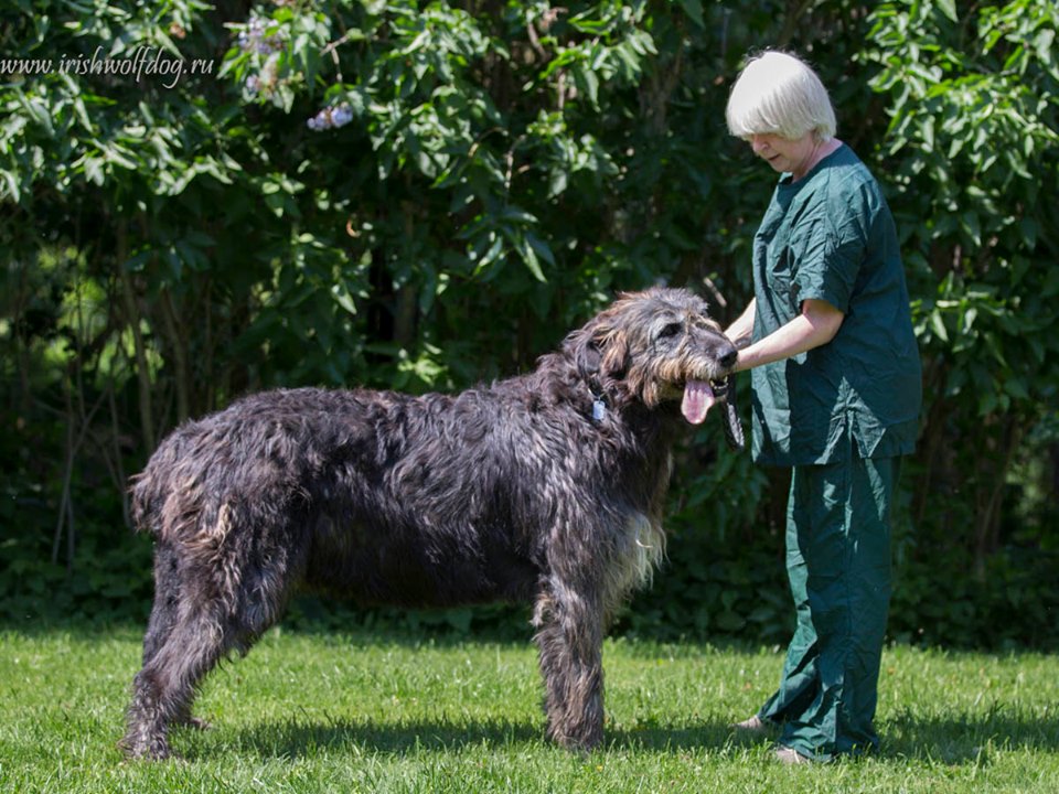 Irish Wolfhound. Kennel Tsarskaja Prihot