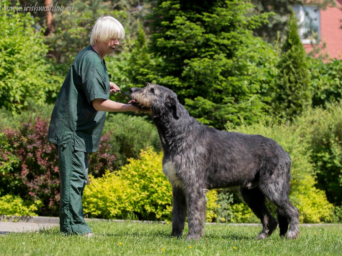 Irish Wolfhound. Kennel Tsarskaja Prihot