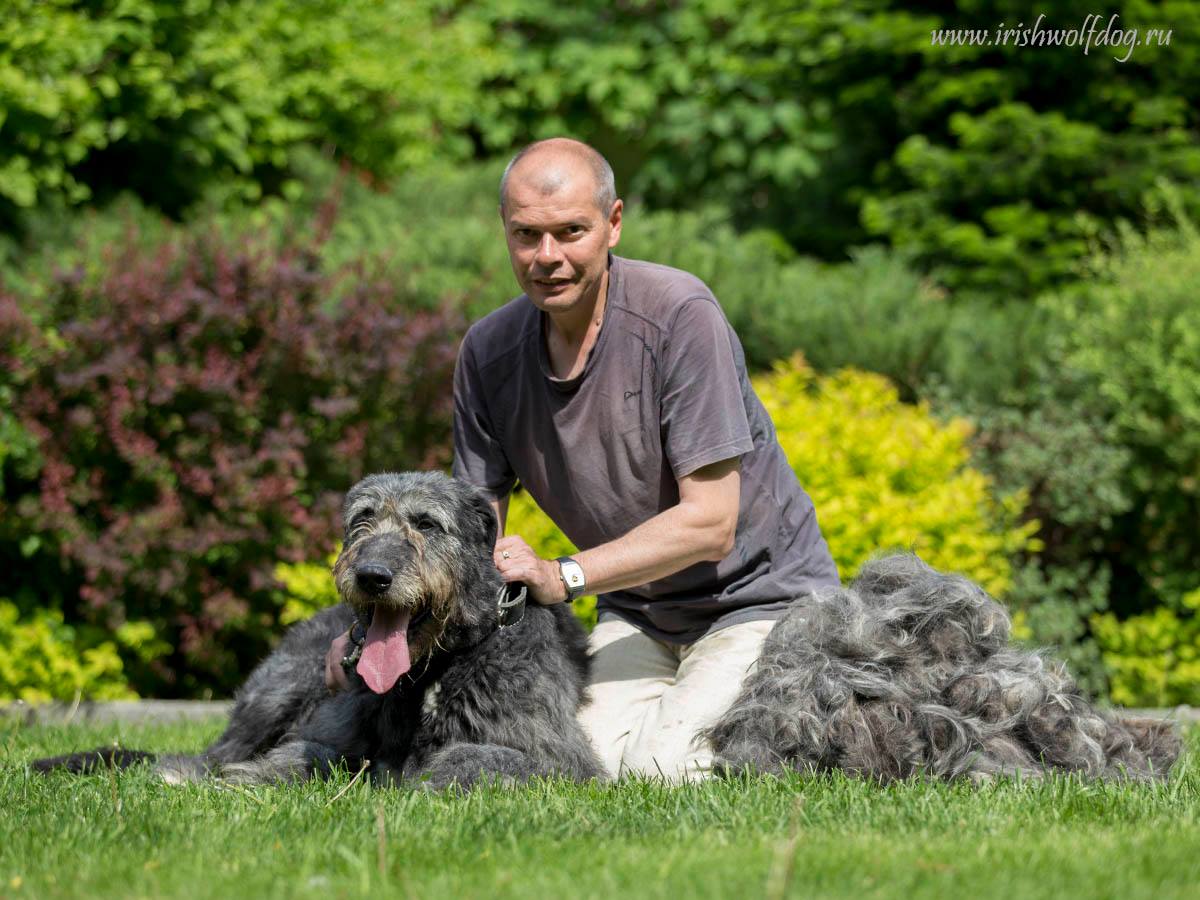 Irish Wolfhound. Kennel Tsarskaja Prihot