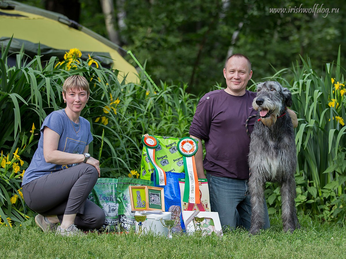 Irish Wolfhound. Kennel Tsarskaja Prihot