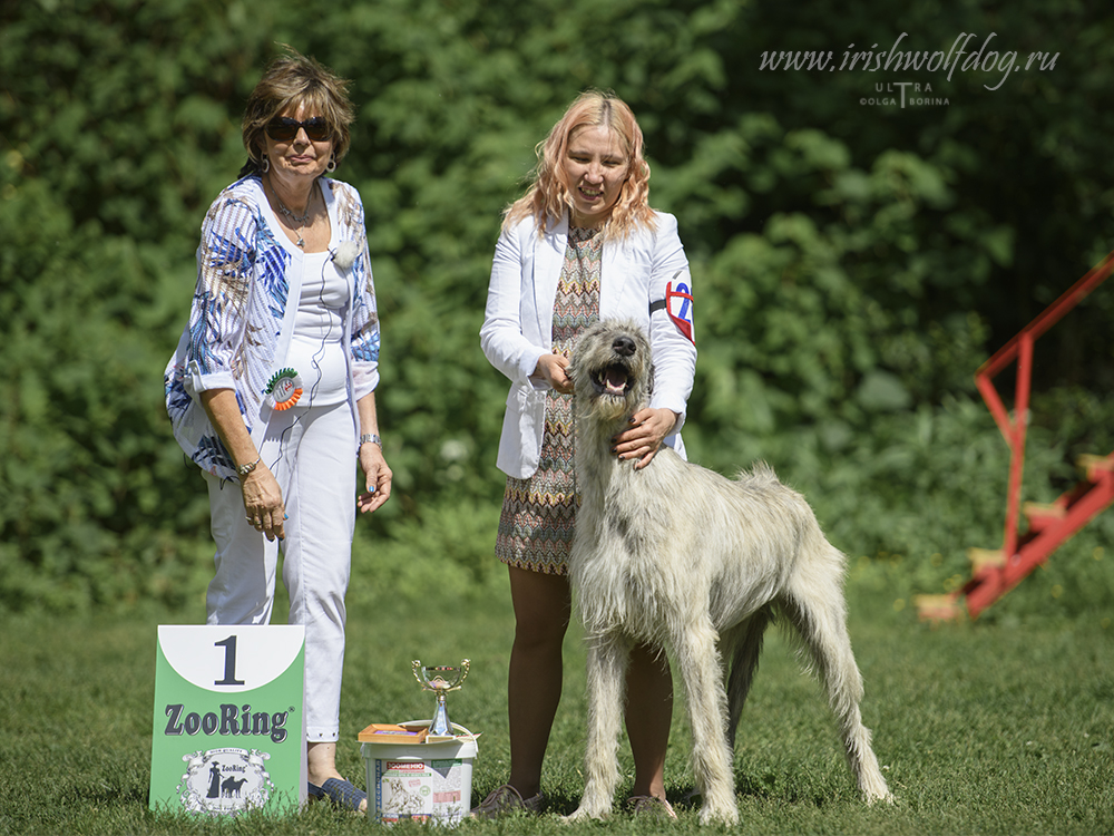 Irish Wolfhound. Kennel Tsarskaja Prihot