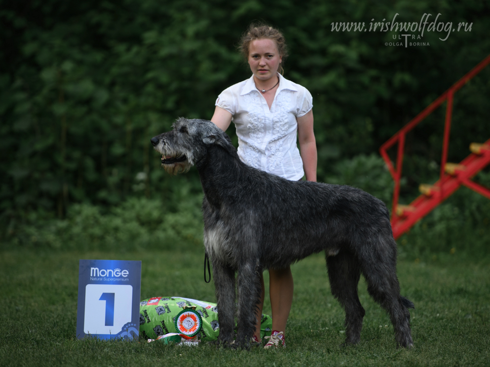 Irish Wolfhound. Kennel Tsarskaja Prihot