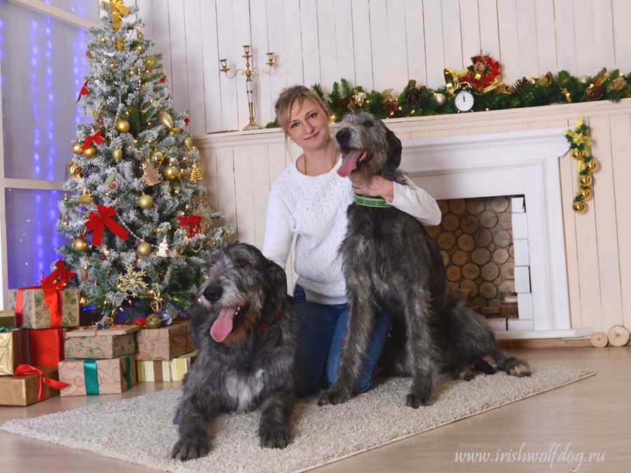 Irish Wolfhound. Kennel Tsarskaja Prihot