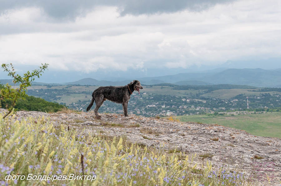 Irish Wolfhound. Kennel Tsarskaja Prihot