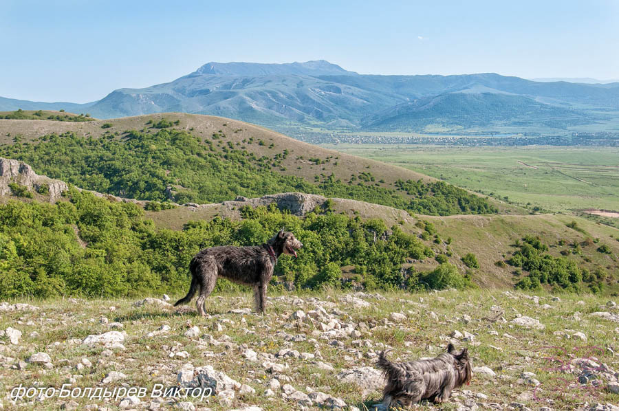 Irish Wolfhound. Kennel Tsarskaja Prihot