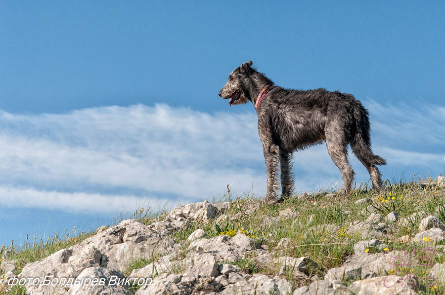 Irish Wolfhound. Kennel Tsarskaja Prihot