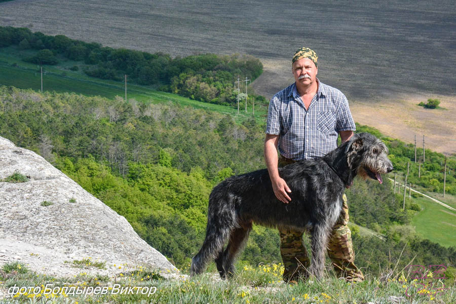 Irish Wolfhound. Kennel Tsarskaja Prihot