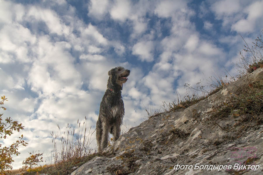 Irish Wolfhound. Kennel Tsarskaja Prihot