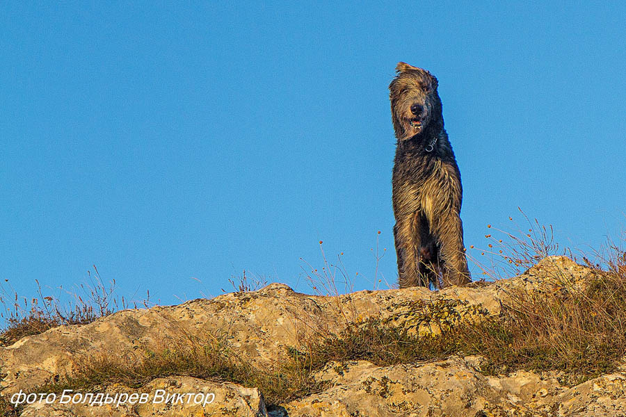 Irish Wolfhound. Kennel Tsarskaja Prihot