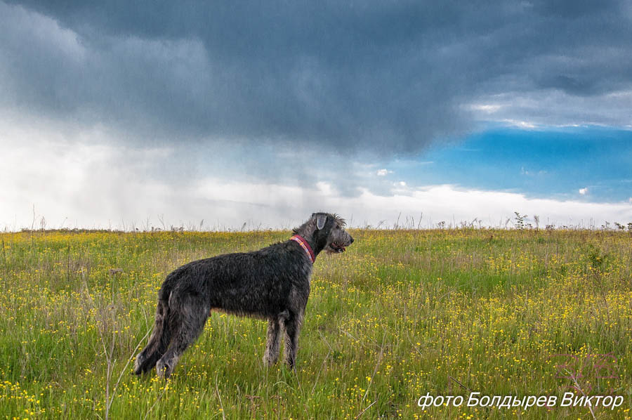 Irish Wolfhound. Kennel Tsarskaja Prihot