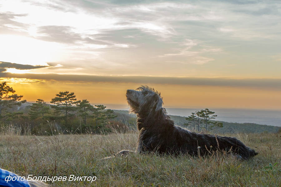 Irish Wolfhound. Kennel Tsarskaja Prihot