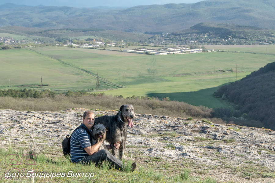 Irish Wolfhound. Kennel Tsarskaja Prihot