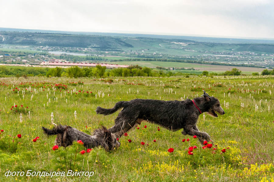 Irish Wolfhound. Kennel Tsarskaja Prihot