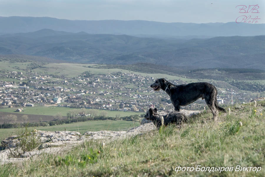 Irish Wolfhound. Kennel Tsarskaja Prihot