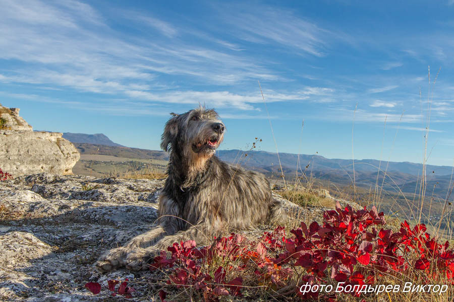 Irish Wolfhound. Kennel Tsarskaja Prihot