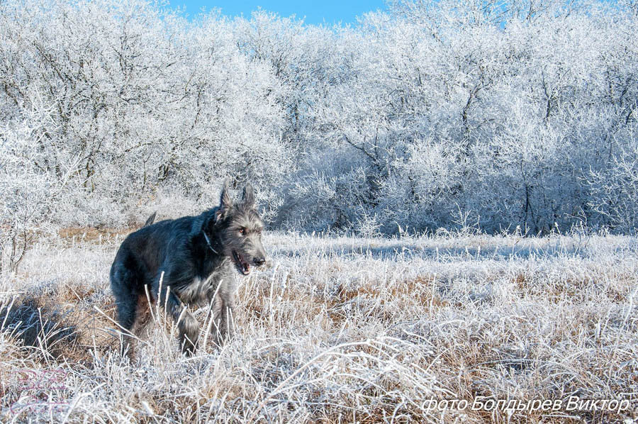 Irish Wolfhound. Kennel Tsarskaja Prihot