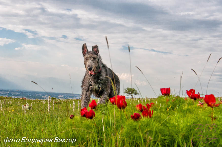 Irish Wolfhound. Kennel Tsarskaja Prihot