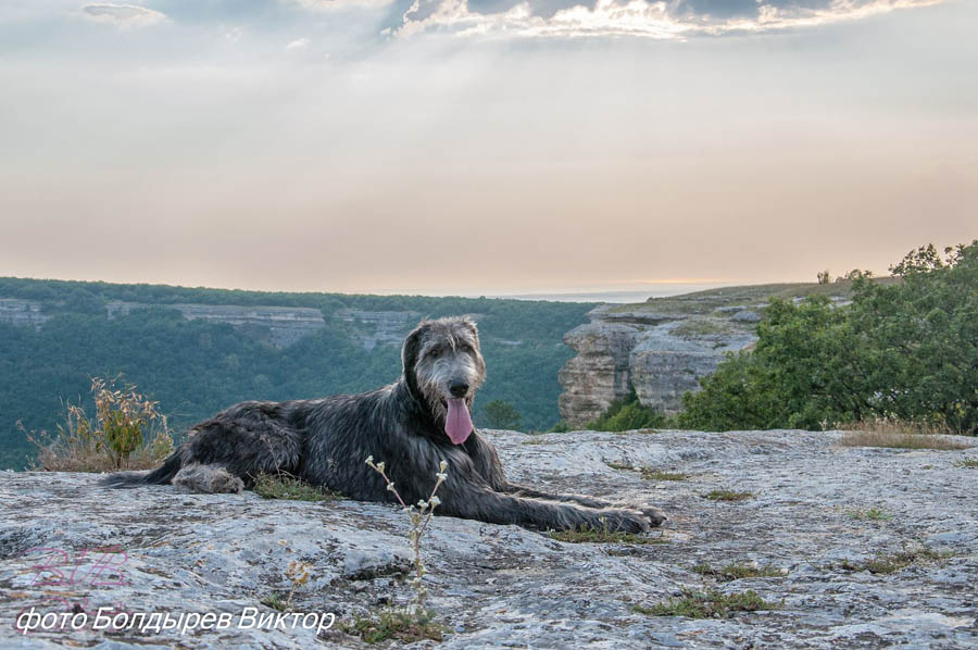 Irish Wolfhound. Kennel Tsarskaja Prihot