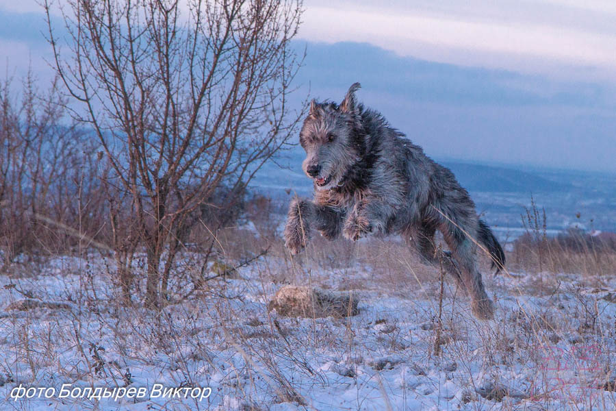 Irish Wolfhound. Kennel Tsarskaja Prihot