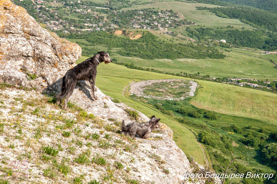 Irish Wolfhound. Kennel Tsarskaja Prihot