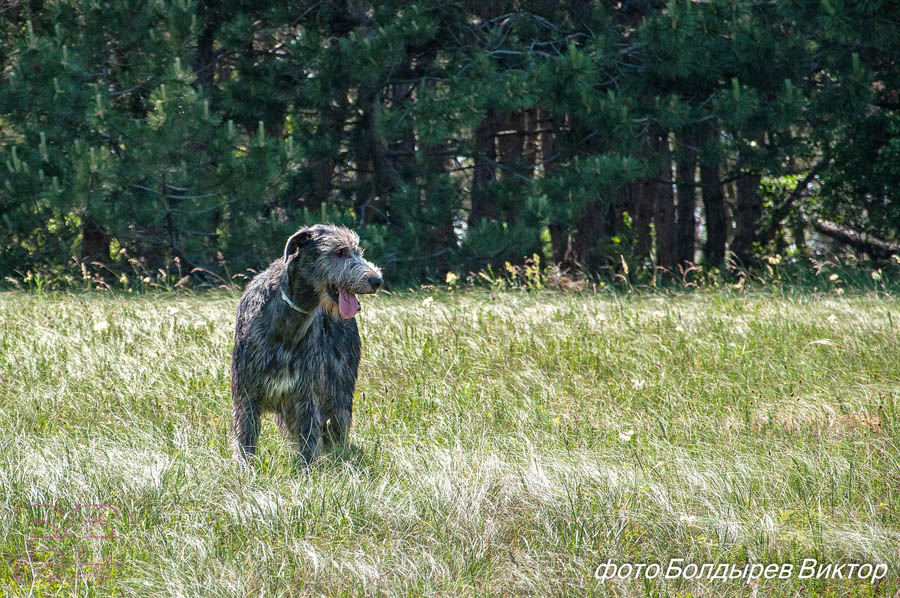 Irish Wolfhound. Kennel Tsarskaja Prihot