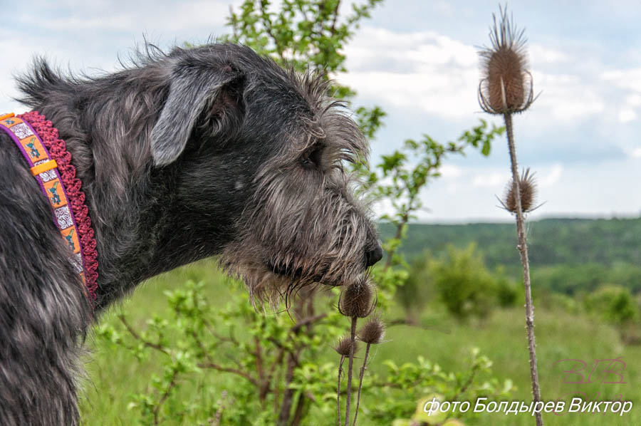 Irish Wolfhound. Kennel Tsarskaja Prihot