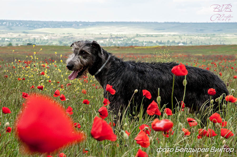 Irish Wolfhound. Kennel Tsarskaja Prihot