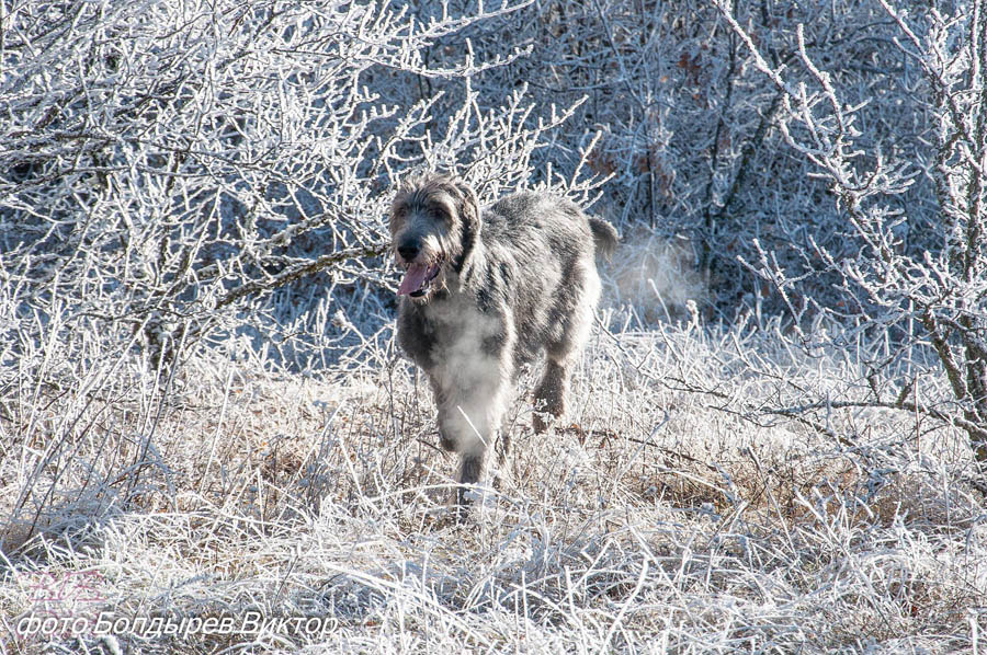 Irish Wolfhound. Kennel Tsarskaja Prihot