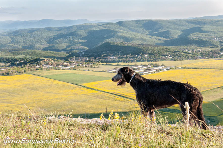 Irish Wolfhound. Kennel Tsarskaja Prihot