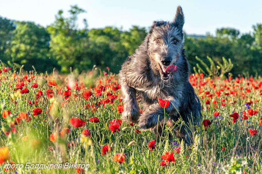 Irish Wolfhound. Kennel Tsarskaja Prihot