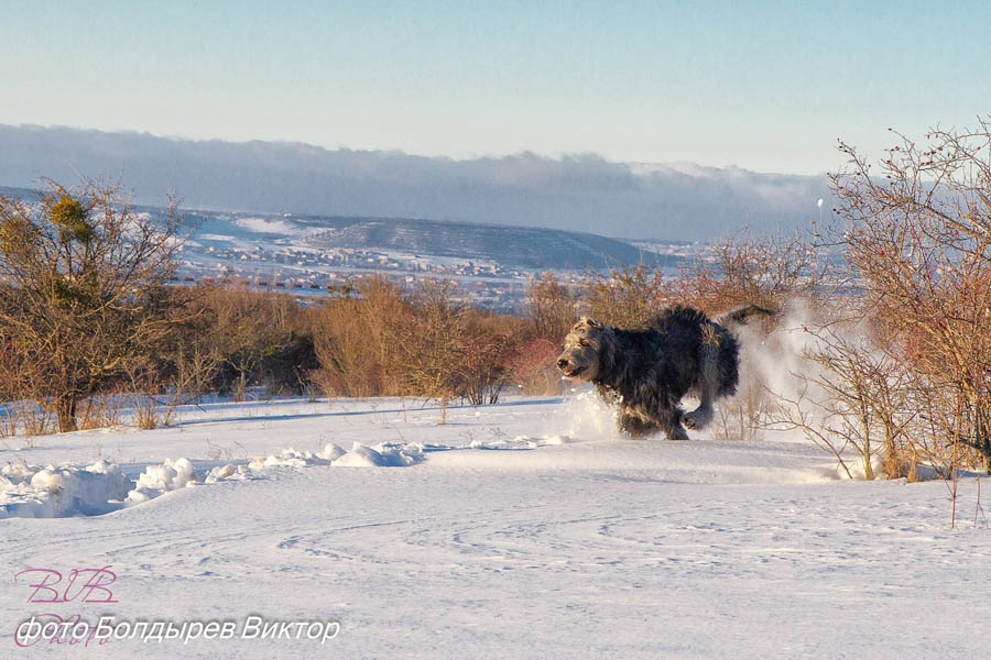 Irish Wolfhound. Kennel Tsarskaja Prihot