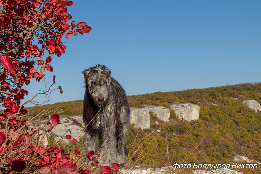 Irish Wolfhound. Kennel Tsarskaja Prihot