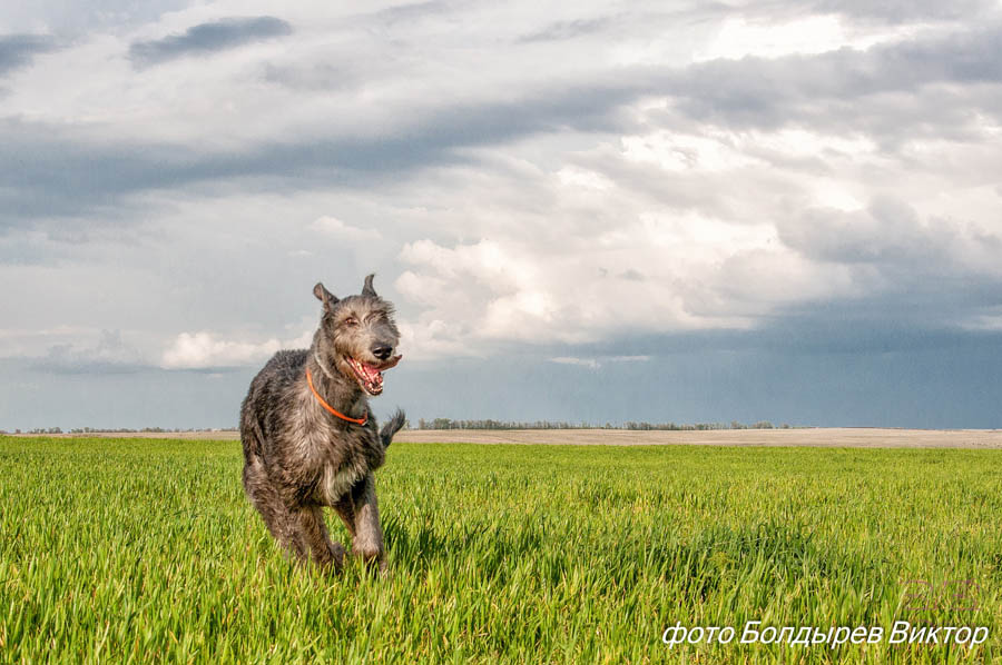 Irish Wolfhound. Kennel Tsarskaja Prihot