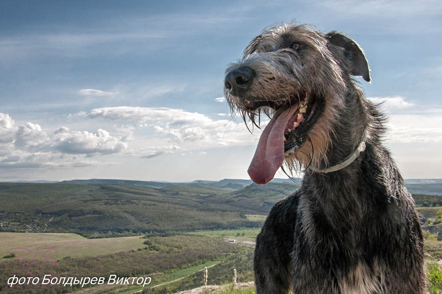 Irish Wolfhound. Kennel Tsarskaja Prihot